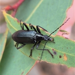 Tanychilus sp. (genus) (Comb-clawed beetle) at Bungendore, NSW - 11 Jan 2025 by clarehoneydove