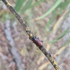 Homotrysis cisteloides (Darkling beetle) at Bungendore, NSW - 11 Jan 2025 by clarehoneydove