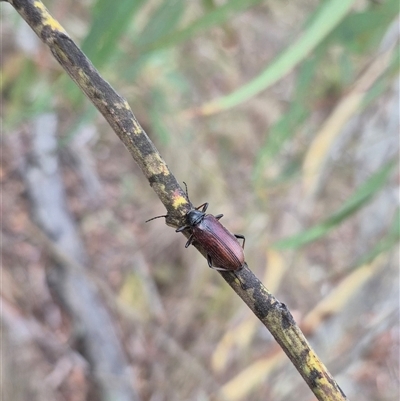 Homotrysis cisteloides (Darkling beetle) at Bungendore, NSW - 11 Jan 2025 by clarehoneydove