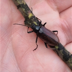 Homotrysis cisteloides at Bungendore, NSW - suppressed