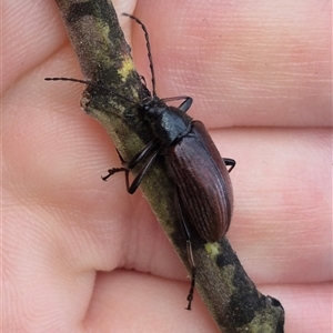 Homotrysis cisteloides at Bungendore, NSW - suppressed