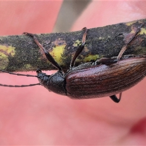 Homotrysis cisteloides at Bungendore, NSW - suppressed