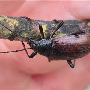 Homotrysis cisteloides at Bungendore, NSW - suppressed