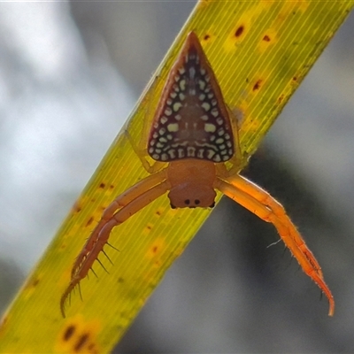 Arkys walckenaeri (Triangle spider) at Bungendore, NSW - 11 Jan 2025 by clarehoneydove