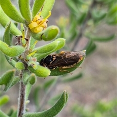 Xyloperga amenaida at Bungendore, NSW - 11 Jan 2025 by clarehoneydove