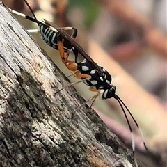 Xanthocryptus novozealandicus at Bungendore, NSW - 11 Jan 2025 by clarehoneydove