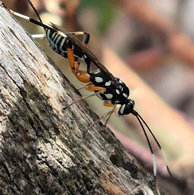 Xanthocryptus novozealandicus (Lemon tree borer parasite wasp) at Bungendore, NSW - 11 Jan 2025 by clarehoneydove