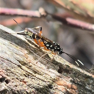 Xanthocryptus novozealandicus at Bungendore, NSW - suppressed