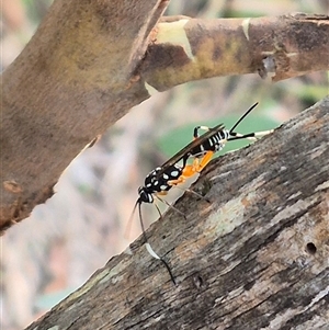 Xanthocryptus novozealandicus at Bungendore, NSW - suppressed