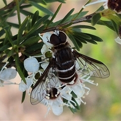 Villa sp. (genus) (Unidentified Villa bee fly) at Bungendore, NSW - 11 Jan 2025 by clarehoneydove