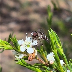 Villa sp. (genus) at Bungendore, NSW - suppressed