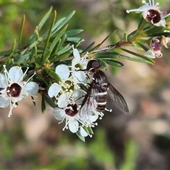 Villa sp. (genus) at Bungendore, NSW - suppressed