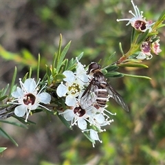 Villa sp. (genus) at Bungendore, NSW - suppressed
