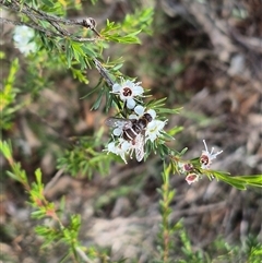 Villa sp. (genus) at Bungendore, NSW - suppressed