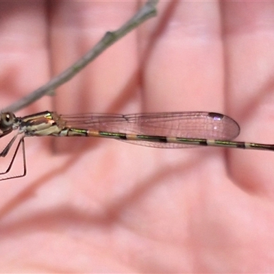 Austrolestes io (Iota Ringtail) at Bungendore, NSW - 11 Jan 2025 by clarehoneydove