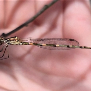 Austrolestes io at Bungendore, NSW - suppressed