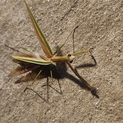 Tenodera australasiae at Wodonga, VIC - 11 Jan 2025 by GaryHelwig