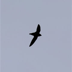 Hirundapus caudacutus (White-throated Needletail) at Moruya, NSW - 11 Jan 2025 by LisaH