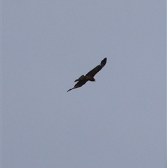 Lophoictinia isura (Square-tailed Kite) at Moruya, NSW - 11 Jan 2025 by LisaH