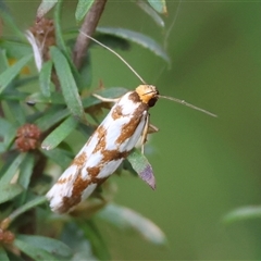 Unidentified Moth (Lepidoptera) at Moruya, NSW - 11 Jan 2025 by LisaH