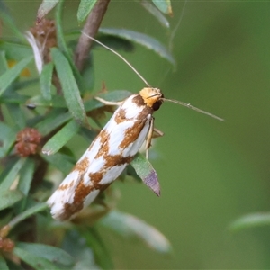Myrascia trijugella at Moruya, NSW - suppressed