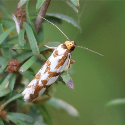 Unidentified Moth (Lepidoptera) at Moruya, NSW - 11 Jan 2025 by LisaH