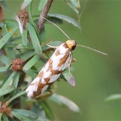 Myrascia trijugella at Moruya, NSW - suppressed
