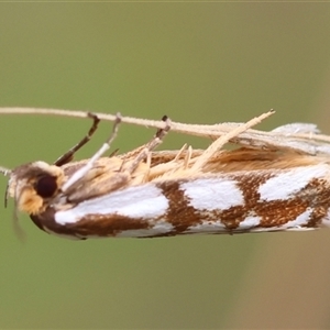 Myrascia trijugella at Moruya, NSW - suppressed