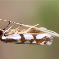 Myrascia trijugella at Moruya, NSW - suppressed