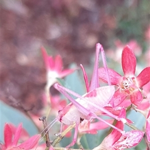 Caedicia simplex at Bundanoon, NSW - suppressed