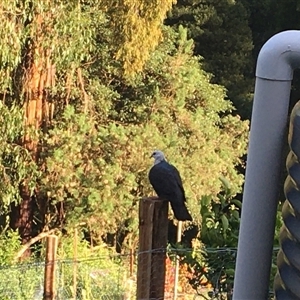 Columba leucomela (White-headed Pigeon) at Turtons Creek, VIC by StuartInchley