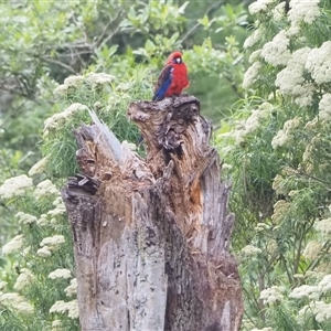 Platycercus elegans (Crimson Rosella) at Turtons Creek, VIC by StuartInchley