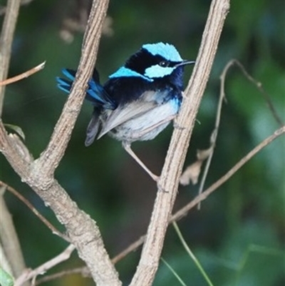 Malurus cyaneus (Superb Fairywren) at Turtons Creek, VIC - 14 Aug 2021 by StuartInchley