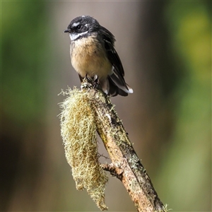 Rhipidura albiscapa at Turtons Creek, VIC by StuartInchley