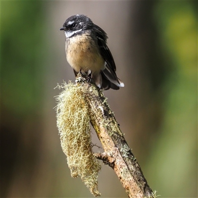 Rhipidura albiscapa (Grey Fantail) at Turtons Creek, VIC - 13 Mar 2021 by StuartInchley