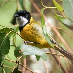 Pachycephala pectoralis (Golden Whistler) at Turtons Creek, VIC - 13 Mar 2021 by StuartInchley