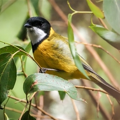 Pachycephala pectoralis (Golden Whistler) at Turtons Creek, VIC - 13 Mar 2021 by StuartInchley