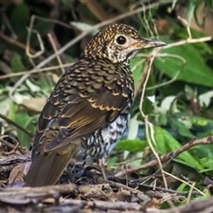 Zoothera lunulata (Bassian Thrush) at Turtons Creek, VIC - 13 Mar 2021 by StuartInchley