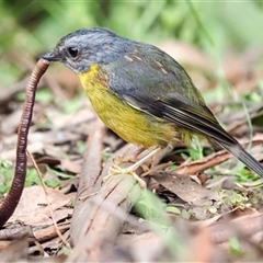 Eopsaltria australis (Eastern Yellow Robin) at Turtons Creek, VIC - 13 Mar 2021 by StuartInchley