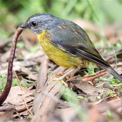 Eopsaltria australis (Eastern Yellow Robin) at Turtons Creek, VIC - 13 Mar 2021 by StuartInchley