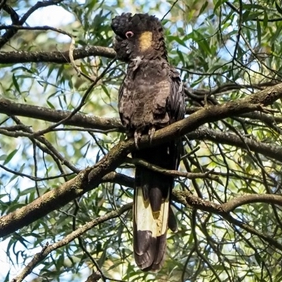 Zanda funerea (Yellow-tailed Black-Cockatoo) at Turtons Creek, VIC - 13 Mar 2021 by StuartInchley