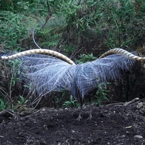 Menura novaehollandiae (Superb Lyrebird) at Turtons Creek, VIC by StuartInchley