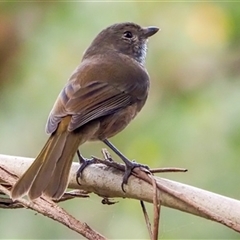 Pachycephala olivacea (Olive Whistler) at Turtons Creek, VIC - 13 Mar 2021 by StuartInchley