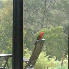 Alisterus scapularis (Australian King-Parrot) at Turtons Creek, VIC - 20 Oct 2020 by StuartInchley