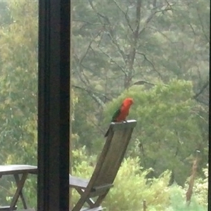 Alisterus scapularis (Australian King-Parrot) at Turtons Creek, VIC by StuartInchley