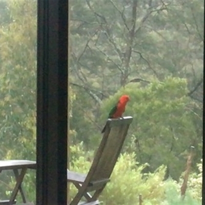 Alisterus scapularis (Australian King-Parrot) at Turtons Creek, VIC - 20 Oct 2020 by StuartInchley