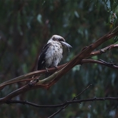 Dacelo novaeguineae (Laughing Kookaburra) at Turtons Creek, VIC - 21 Jan 2020 by StuartInchley