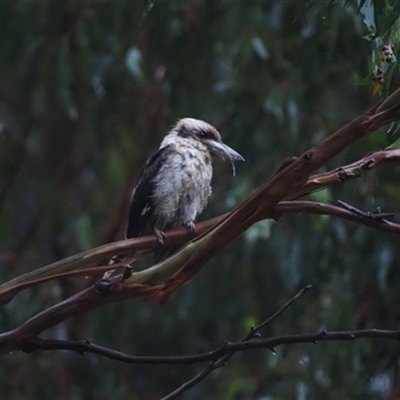 Dacelo novaeguineae (Laughing Kookaburra) at Turtons Creek, VIC - 21 Jan 2020 by StuartInchley