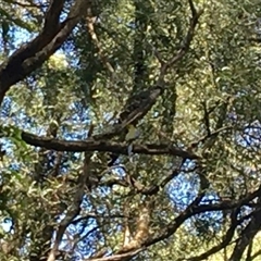 Neophema chrysostoma (Blue-winged Parrot) at Meeniyan, VIC - 24 Nov 2021 by StuartInchley