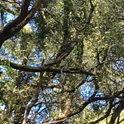 Neophema chrysostoma (Blue-winged Parrot) at Meeniyan, VIC - 24 Nov 2021 by StuartInchley